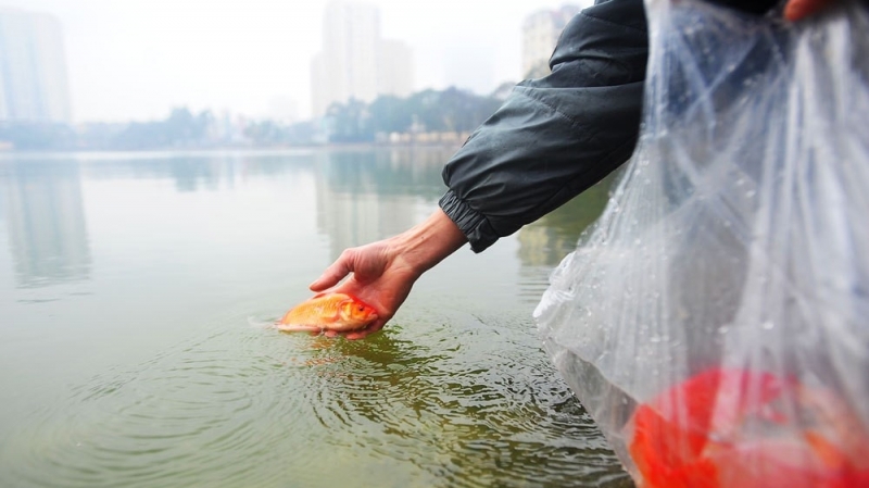 Phong tục thả cá chép đưa ông Táo về trời của người dân Việt Nam