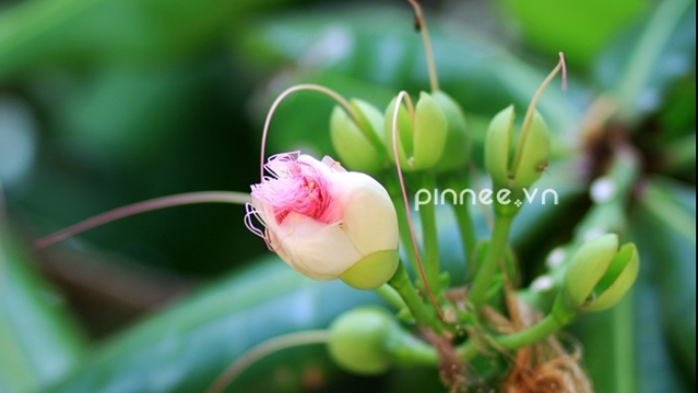 Hoa bàng vuông khoe hương sắc trên đảo tỏi Lý Sơn