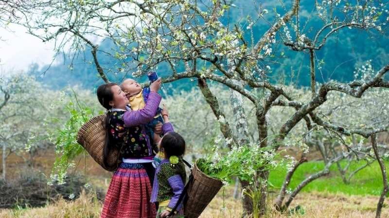 Hành trình những mùa hoa ở Việt Nam: sắc trắng tinh khôi