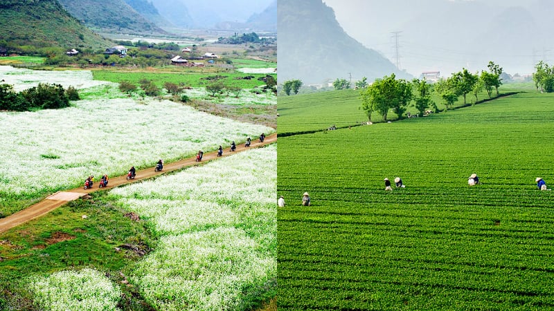 Ngất ngây giữa cánh đồng chè và hoa cải trắng ở Mộc Châu