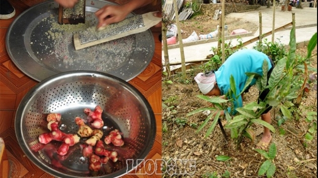Đụng lợn ngày Tết - nét đẹp trong văn hóa Việt