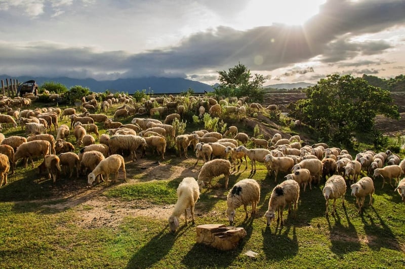 Hóa thân thành dân du mục khám phá đồng cừu ở Ninh Thuận