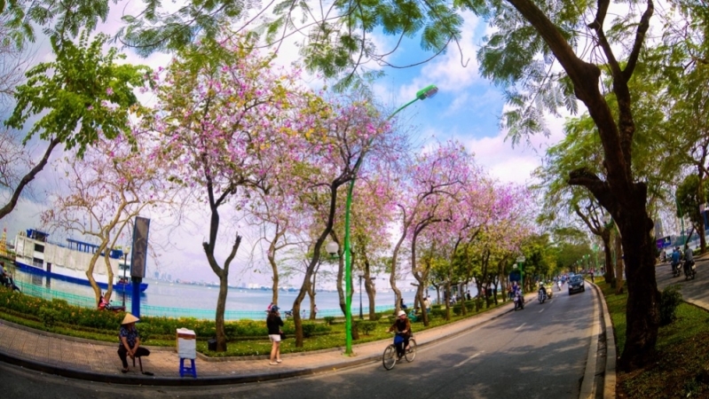 Chiêm ngưỡng sắc hoa ban lung linh giữa phố Hà Nội