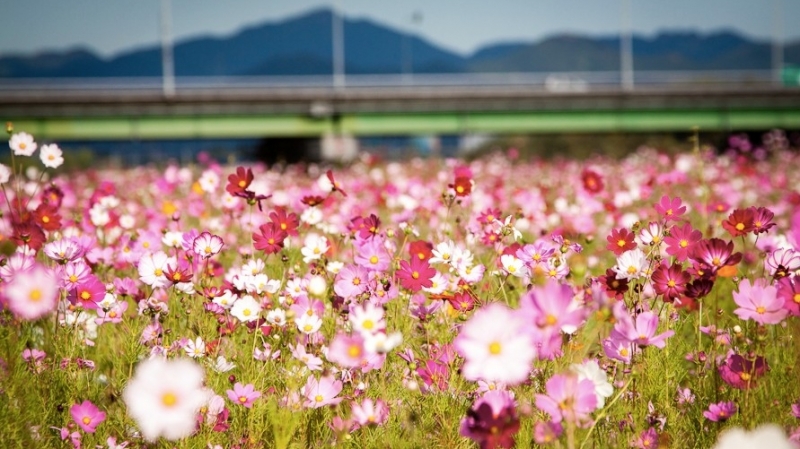 Du lịch Hàn Quốc say đắm những mùa hoa