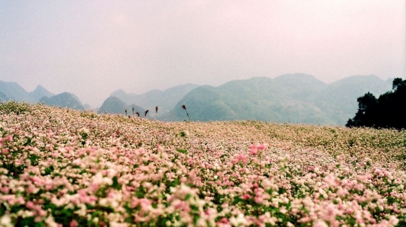 Những cánh đồng hoa đẹp ngất ngây ở Việt Nam